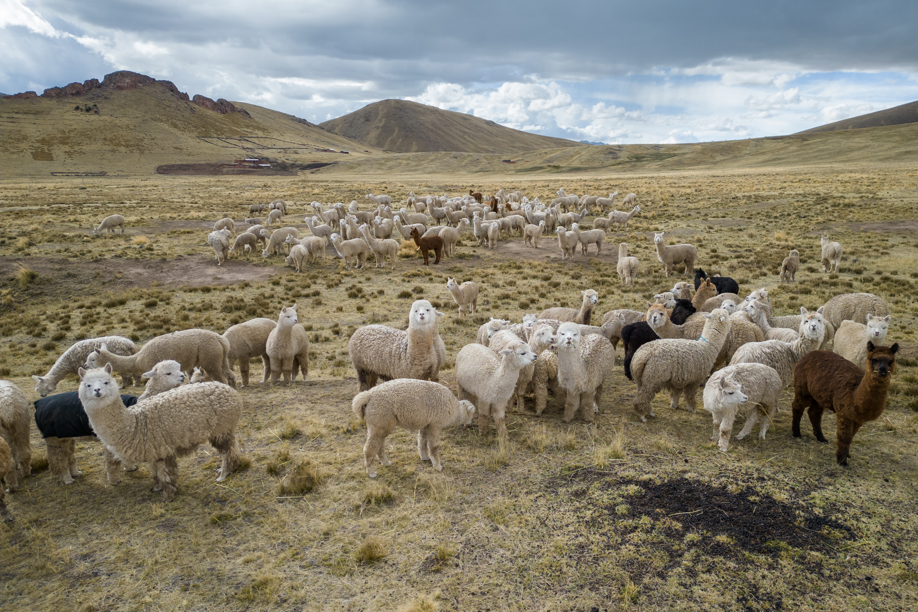 Alpaca Link | Fibra de Alpaca Premium B2B - Perú